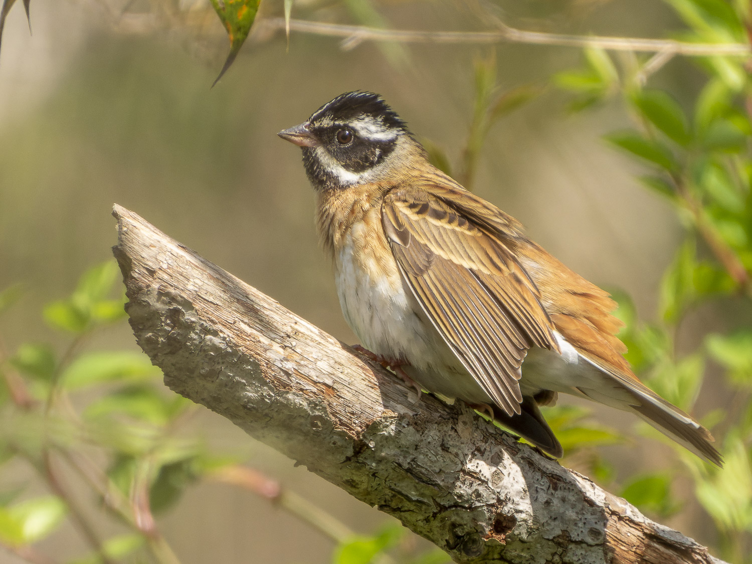 17 45-281599-21 [Y] (11) 八雲 白眉 5本継 ヘラ竿 保存袋付き