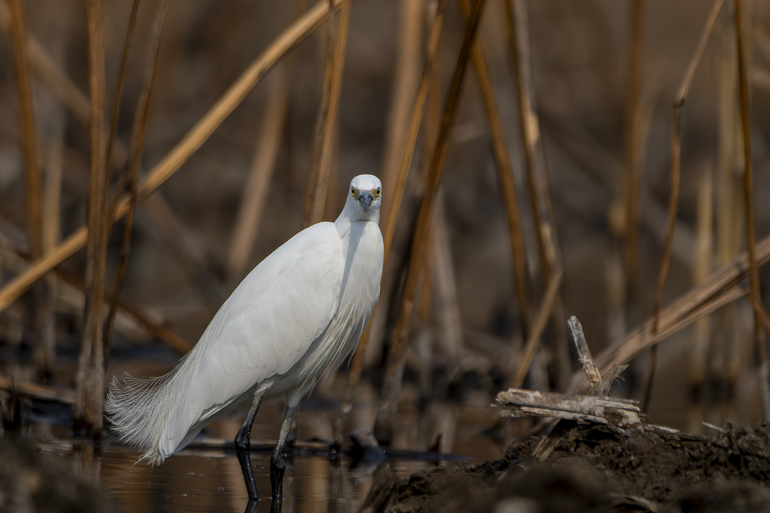 white-heron-1570996_960_720.jpg